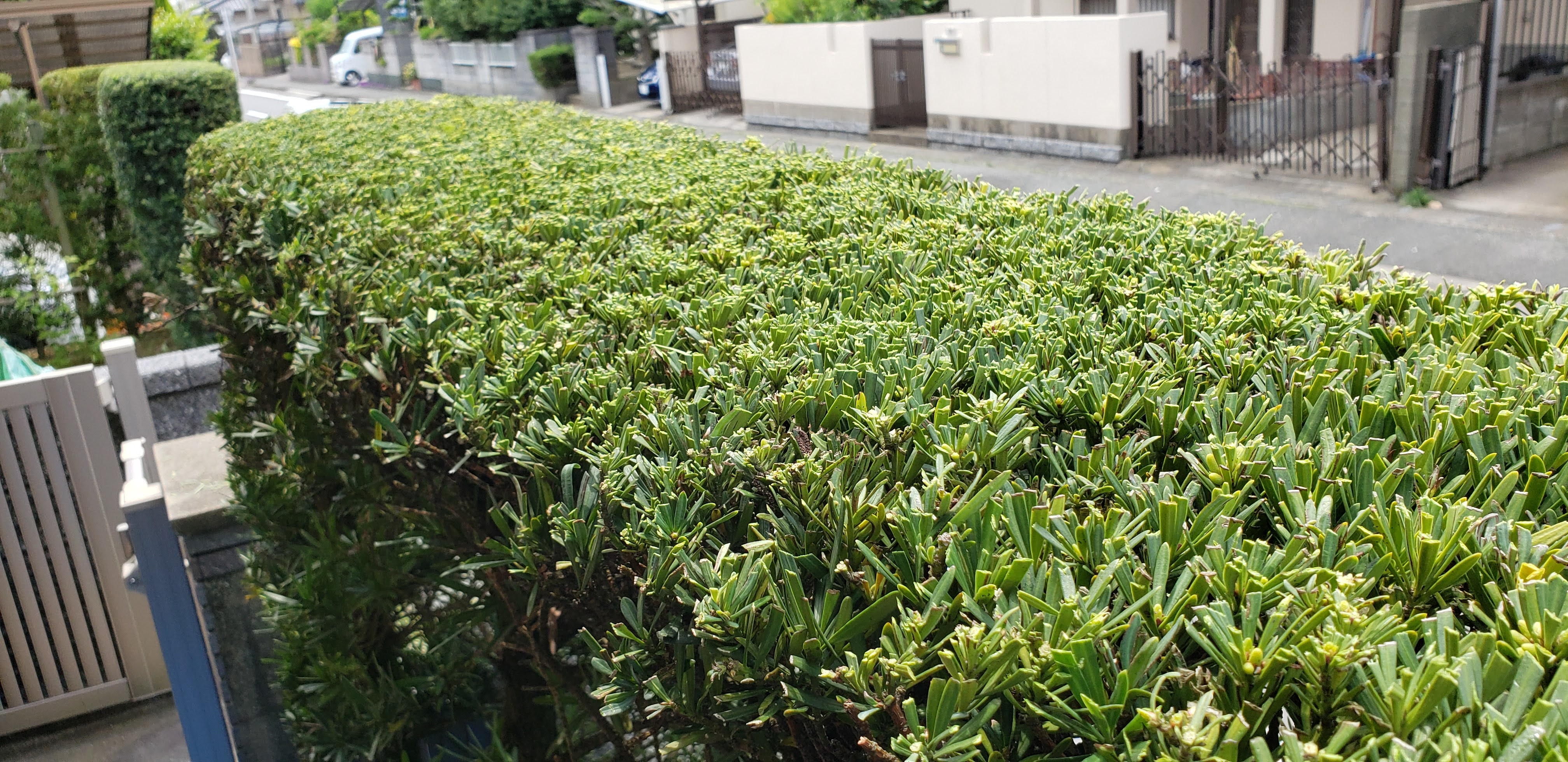 マキの木の生垣剪定 福岡県福津市内 令和3年5月14日 福岡の人工芝施工 植木剪定は 森林グリーン